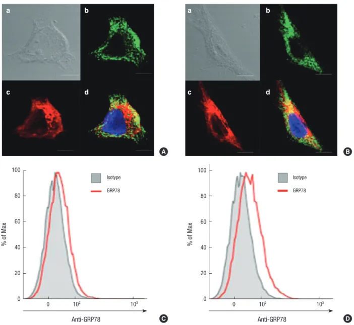 Fig. 2. GRP78 is expressed in the ER and membrane of synoviocytes. (A and B). Immuno-fluorescence staining of GRP78 in FLS