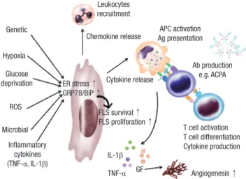 Fig. 4. Hypothetical model for the role of GRP78 in the pathogenesis of rheumatoid  arthritis