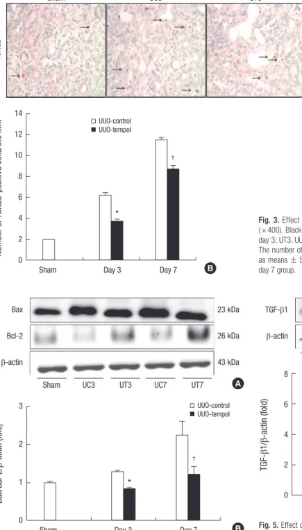 Fig. 3. Effect of tempol on apoptosis. (A) Representative pictures of TUNEL stain  ( × 400)