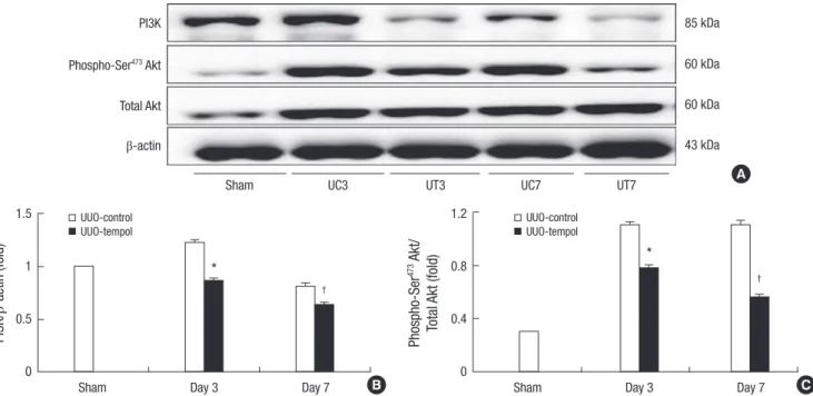 Fig. 7. Effect of tempol on the expressions of phosphorylated FoxO3a and total  FoxO3a in obstructed kidneys