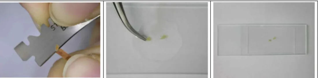 Fig. 4. Hand sectioning of tiny wood samples and preparation of microslides   .