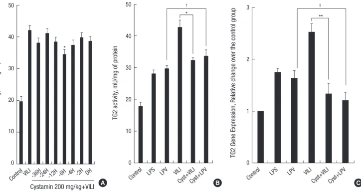 Fig. 1. Determination pretreatment time, transglutaminase 2 (TG2) activity and gene expression