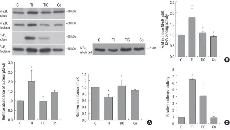 Fig. 2. Effects of CoCl 2  pre-treatment on TNF-α/IFN-γ-induced NF-κB activation. (A) Western blotting of NF-κB, phosphorylated NF-κB, and IκBα in nuclear and cytoplasmic ex- ex-tracts of HK-2 cell lysates