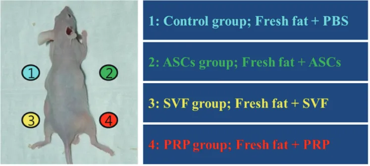 Fig. 1. Schematic of the study procedures. The mouse’s back was divided into four quadrants