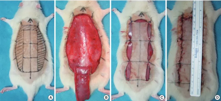 Fig. 1. Expanded skin flap animal model. (A) Design of expanded ischemic random pattern skin flap