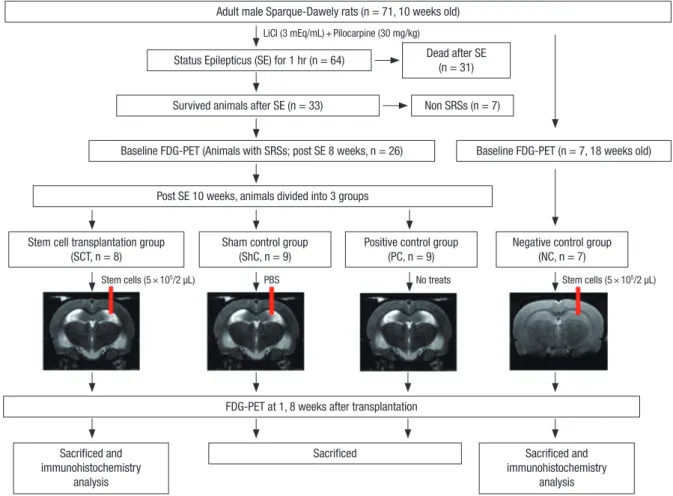 Fig. 1. Schematic depicting the evaluation of changes in hippocampal glucose metabolism using  18 F-FDG PET after hUCB-MSCs transplantation in chronic epileptic rats.