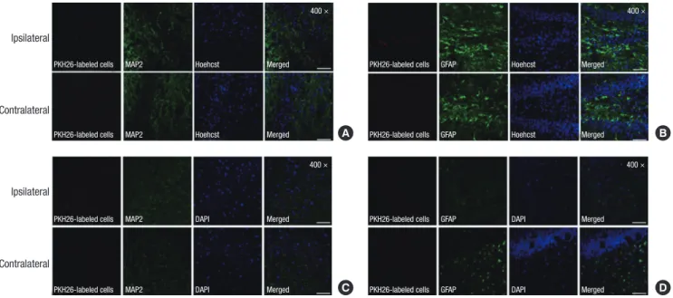 Fig. 5. Transplanted hUCB-MSCs in the bilateral hippocampus of the SCT and NC groups. (A, B) Immunohistochemical analysis of the SCT group