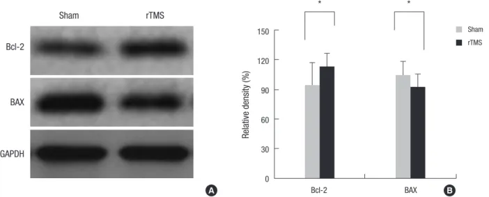 Fig. 6. Results of western blot showed Bcl-2 and BAX bands (A). A significant increase in Bcl-2 expression and a decrease in BAX expression is observed in the rTMS group  compared with the sham group (B)