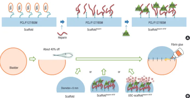 Fig. 1. Schematic diagram of the scaffold fabrication and operation procedures. (A) Procedures for fabrication of the heparin-immobilized bFGF-loaded scaffolds (Scaffold heparin-