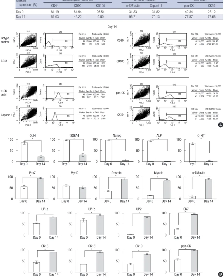 Fig. 3. Cell differentiation supported by the scaffold heparin-bFGF . (A) USC differentiation (%) into smooth muscle and urothelial cells on the scaffold heparin-bFGF  and representative FACS  images