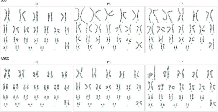 Fig. 3. G-banded karyotypes for USC and ADSC at passage 3, 5, and 7 (Representative images came from patient #91)