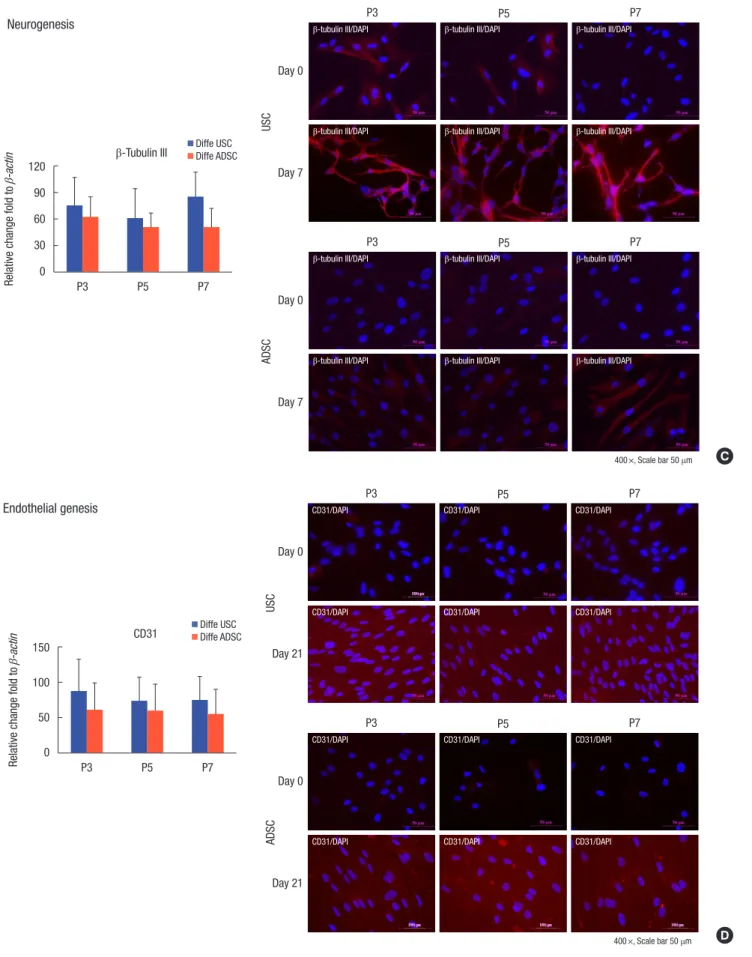 Fig. 4. Continued. (C) Neurogenic differentiation potential analysis with ß-Tubulin III gene expression and ICC