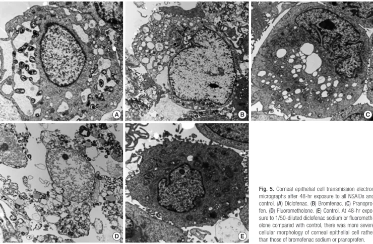 Fig. 5. Corneal epithelial cell transmission electron  micrographs after 48-hr exposure to all NSAIDs and  control