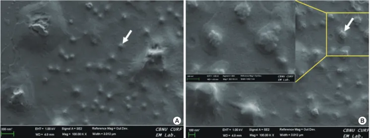 Fig. 1. FE-SEM micrographs of  99m Tc-BPTC-50 (A) and  99m Tc-PPTC-30 (B). The gray arrows indicate the colloids.