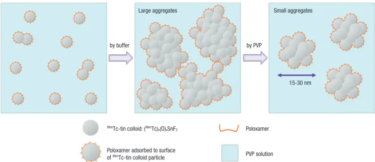 Fig. 5. The preparation process of PVP stabilized  99m Tc-tin colloid. This process is not a sequential, it is almost co-occurrence