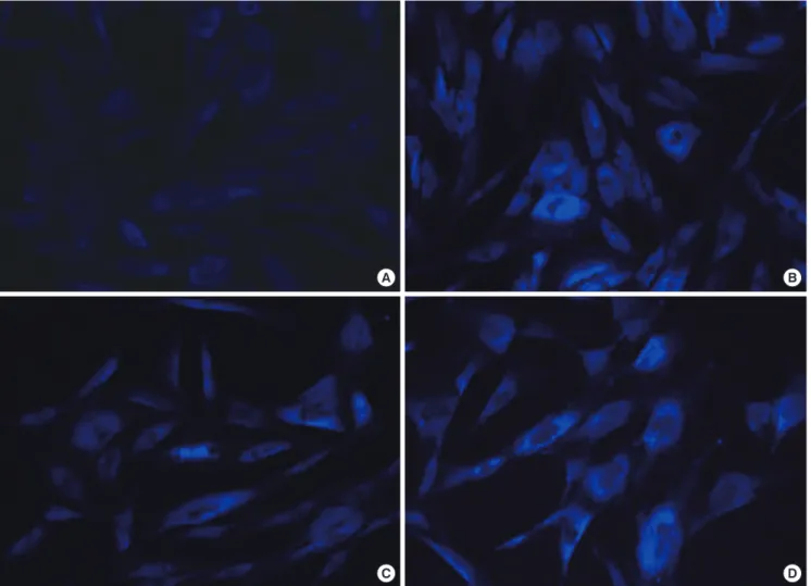 Fig. 3. Unesterified cellular cholesterol fluorescence microscopy after filipin staining