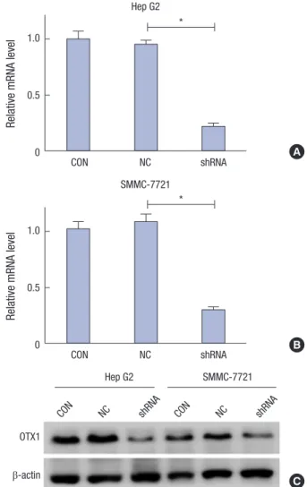 Fig. 2. Knockdown efficiency of OTX1 shRNA was assessed in vitro. Initially, effects  of transfection of the shRNA against OTX1 (shOTX1) on mRNA level of OTX1 were  assessed in Hep G2 cells (A) and SMMC-7221 cells (B)