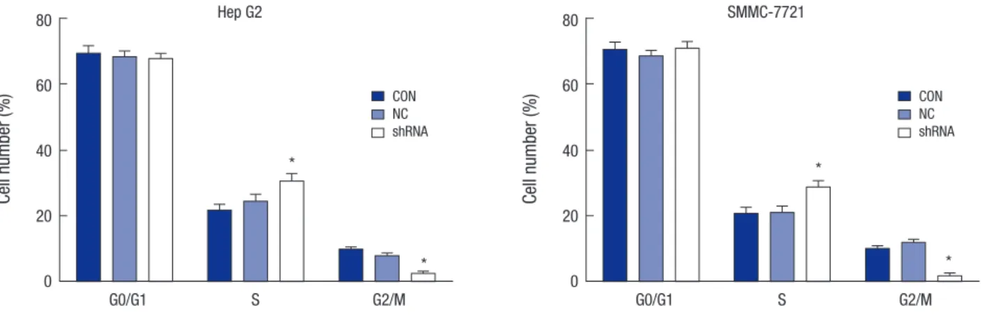 Fig. 5. Knockdown of OTX1 induces cell cycle arrest in S phase. Flow cytometry was employed to analyze the cell cycle distribution