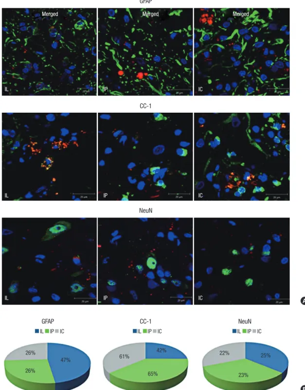 Fig. 4. MSCs showed various differentiated cell types according to their transplantation delivery routes
