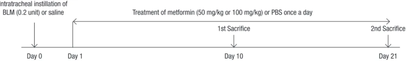 Fig. 1. Experimental protocol of our study. Female C57BL/6 mice were treated with intratracheal instillation of bleomycin (BLM) or saline on day 0