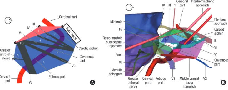 Fig. 4. The relationship of each triangle and each part of the internal carotid artery at lateral view of the right side for clinical approaches