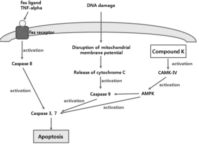 그림 1. Compound K에 의한 apoptosis cascade 유도 과정