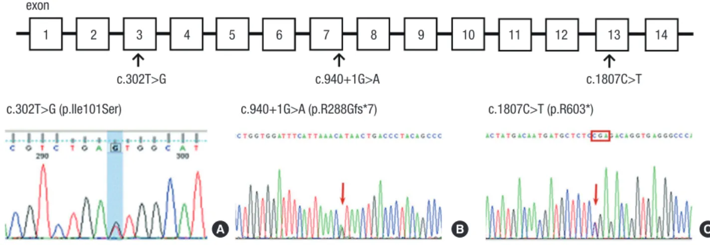 Fig. 3. Localization and sequence chromatogram of identified SLCO2A1 mutations. Upper: The positions of the mutations in the exons of SLCO2A1 in this study
