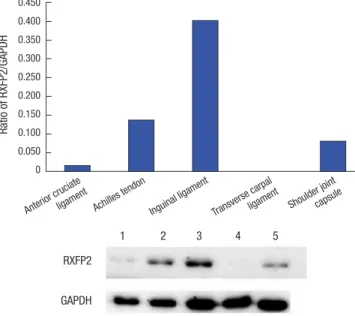 Fig. 2. Ratio of RXFP2 to GAPDH protein in tissue samples studied.