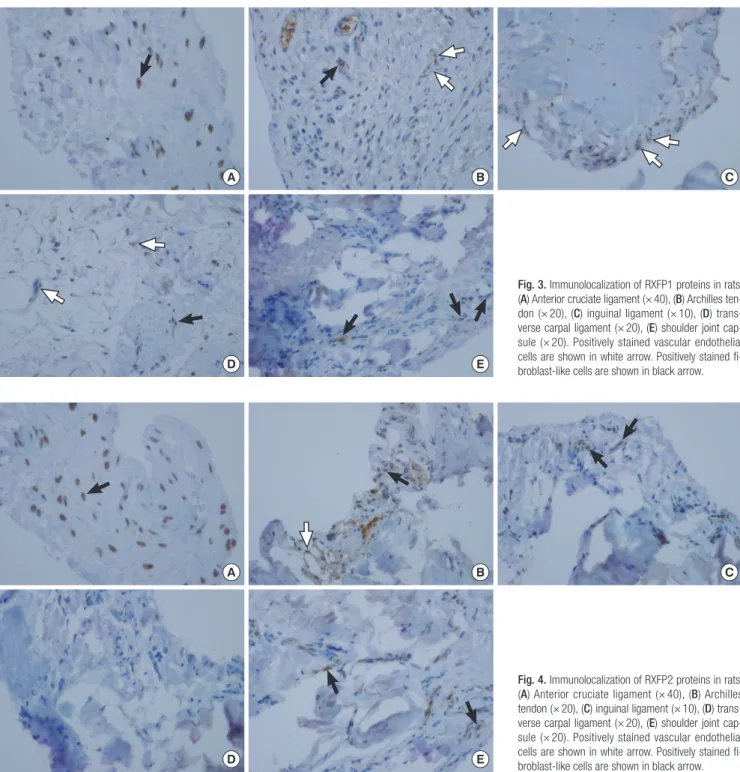 Fig. 3. Immunolocalization of RXFP1 proteins in rats. 