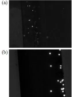 Fig. 9 Distribution of 10μm fluorescent beads in helical microchannel (a) before spinning (b) after spinning using a DC motor Fig