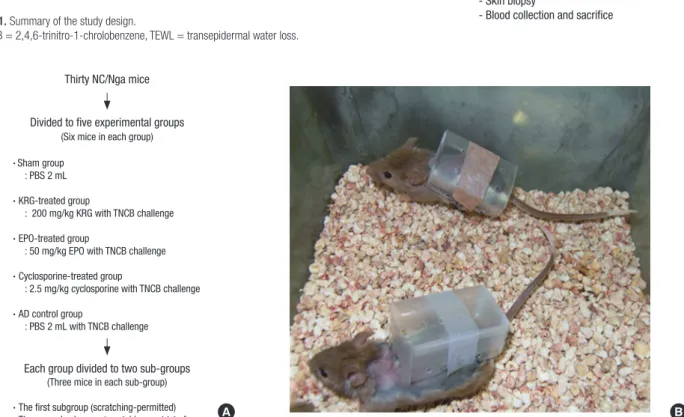Fig. 2. Description of mouse experiment and gross view of mice. (A) Animal groups. (B) A custom-designed plastic chamber affixed to scratching-restricted mice backs before  starting the experiment