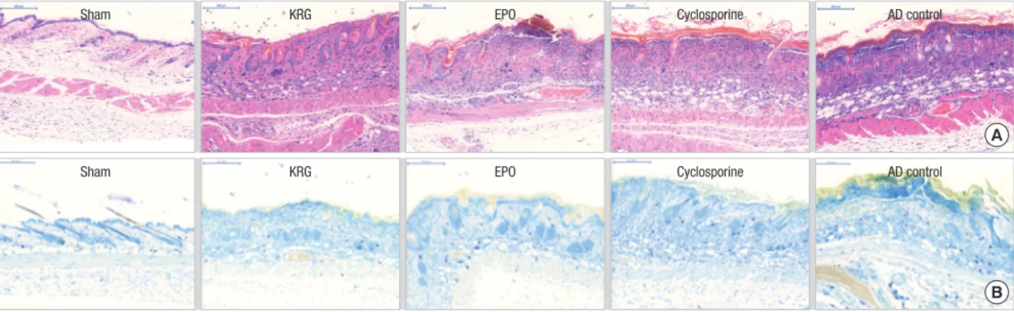 Fig. 3C). Thus, both KRG and cyclosporine exert anti-inflam- anti-inflam-matory effects when administered systemically