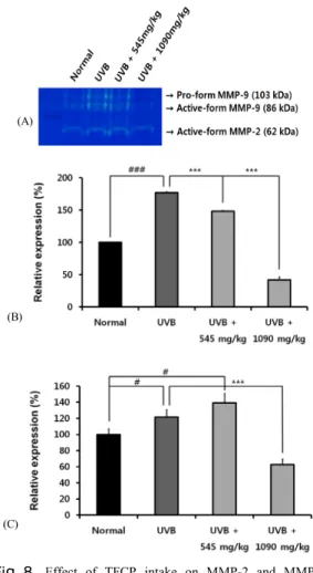Fig 8.   Effect of TFCP intake on MMP-2 and MMP-9  expression in UVB-irradiated hairless mice