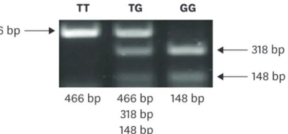 Fig. 1. PCR-RFLP analysis for adiponectin 45T/G polymorphism: TT, which has a single band at 466 bp; TG, which  has three separate bands at 318 bp, 148 bp, and 466 bp; and GG, which has two bands at 318 bp and 148 bp