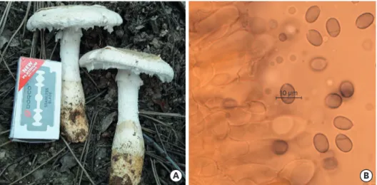 Fig. 2. Amanita neoovoidea eaten by patients. (A) Gross image of the A. neoovoidea. (B) Carpophores of A