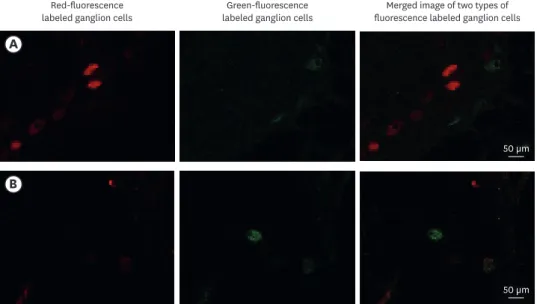 Fig. 7. Representative confocal images of neuronal cells labeled by fluorescence from different GPs (Experiment 2)