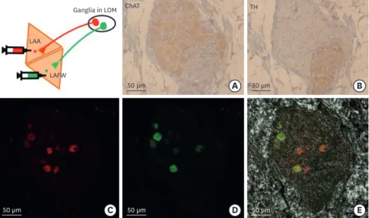 Fig. 4. Comparison of immunohistochemical staining and CTB-labeled cells in the ganglia of LOM by confocal  microscope