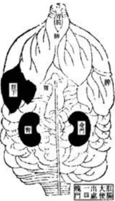 Fig  6.  Front  visceral  figure  of  the   the  nanjingzuantujujue 【Fig  6.】은  煙蘿子正面圖와  거의  유사하다