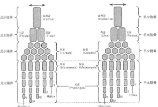 Fig  3.  Picture  of  Outside  Surface  of  Skull (그림  3.  두개골의  외측면도) 체간을  사상으로  나누면  목,  어깨를  태양,  가슴을  소양,  배를  태음,  아랫배를  소음으로  나눌  수  있다