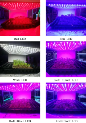 Table 1. The specifications of plant growing LED  light sources for optical measurement