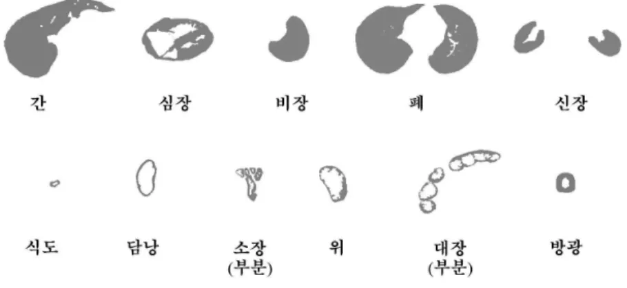 Figure  2.  Transverse  section  of  organs  in  human  body  trunk.  Illustrated  from  original  segmentation  drawings  of  “Visible  Korean” 