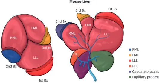 Fig. 2. Anatomic location of repeated liver Bx. 