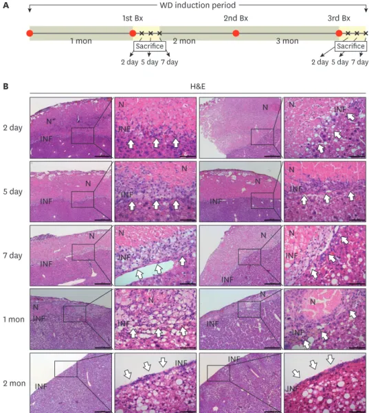 Fig. 6. Tracing changes of resection margins. (A) To trace resection margins, autopsies were performed on  days 2, 5, and 7