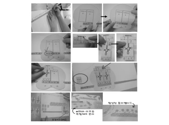 그림 2 단백질 합성과정 모형을 활용한 수업의 과정 과정: 2인(또는 4인) 1조로 하여 단백질 합성과정에 쓰일 모형 배부하고 주어진 재료(색지 1장, 리보솜 1개, 아미노산10개, tRNA 10개, mRNA 1개, 가위, 투명 테이프 등)를 이용하여 단백질 합성과정을 재현해 보도록 한다.<그림> 단백질 합성과정 종이모형을 이용한 활동 과정1