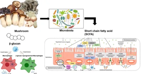 Fig. 1. Correlation ship of immune system with mushroom effects products.