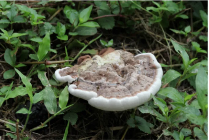 Fig. 1. Fruiting body of Ganoderma applanatum used in this study.