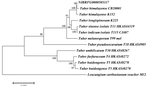 Fig. 2. Phylogenetic tree of Tuber himalayense(NIBRFG0000505337). The tree inferred from concatenated alignment of internal transcribed spacer(ITS) and Large-subunit rRNA(LSU) sequences