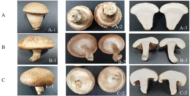 Fig. 2. Morphological comparison of Lentinula edodes a new cultivar ‘Chungheung 1ho’ and control cultivar