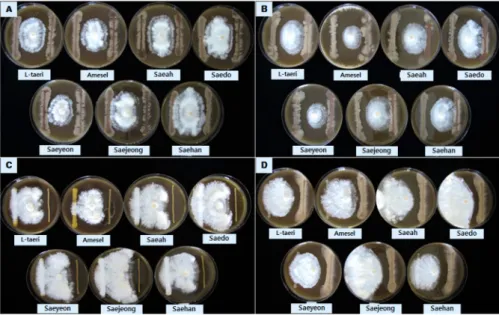 Fig. 5. Growth of mushroom mycelium by secretory materials of bacteria isolated from compost media.