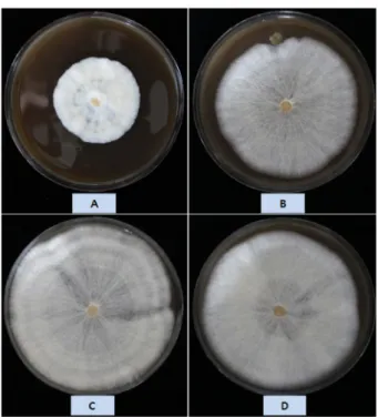 Fig. 6. Selection of bacteria promoting growth of mushroom mycelium. The culture was grown on CDA medium at 25 o C for 14 days